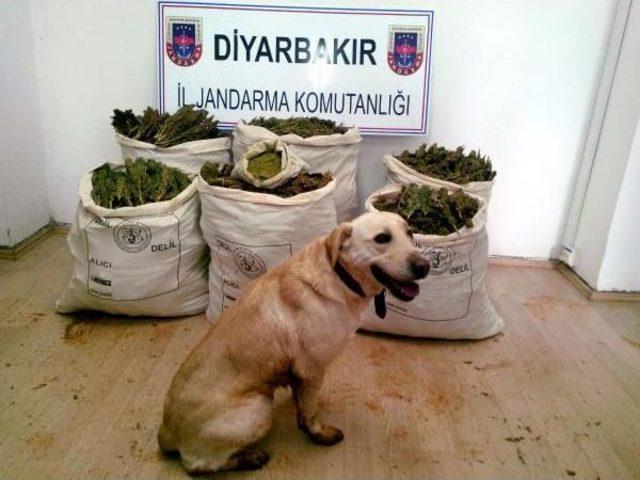 Diyarbakır'da 102 Kilo Esrar Ele Geçirildi