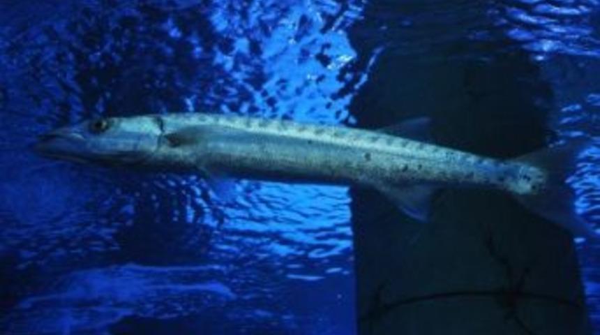 Denizlerin Avcısı Aqua Vega&rsquo;da