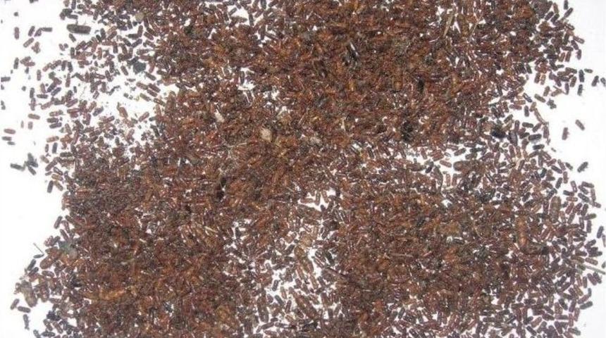 Ormanlar B&ouml;cek Tehdidinde