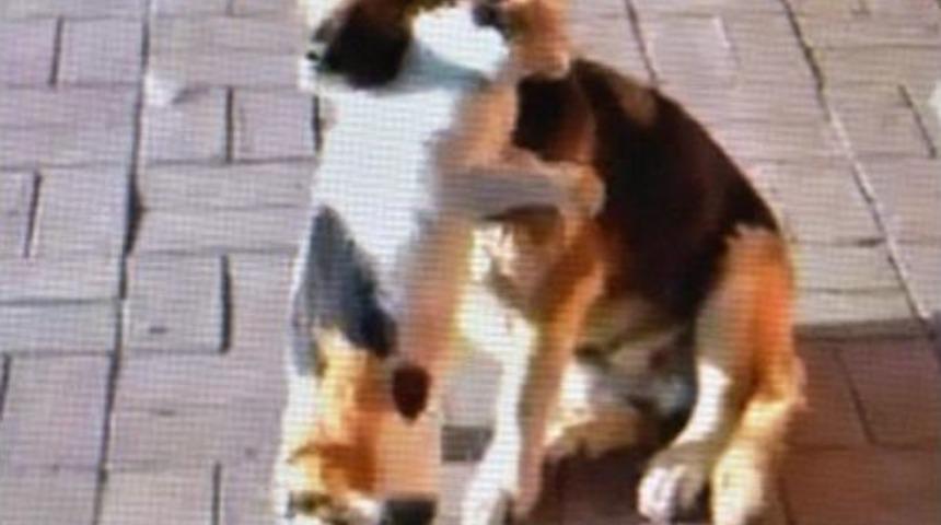 Kedi Ile K&ouml;peğin Dostluğu