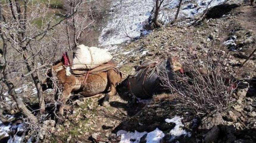 Mahkeme Kararıyla &Ouml;ld&uuml;r&uuml;len Katırlara K&ouml;yl&uuml; Tepkisi