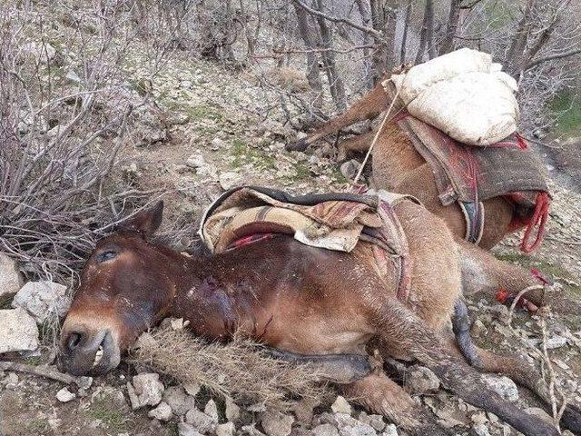 Mahkeme Kararıyla Öldürülen Katırlara Köylü Tepkisi