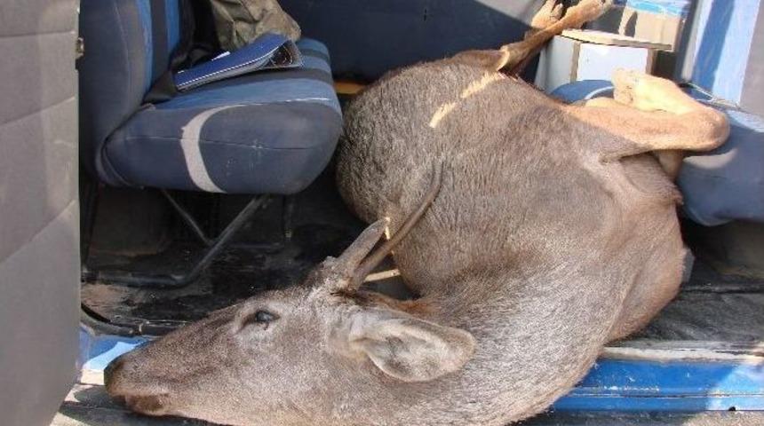 Darıdere K&ouml;y&uuml; Ormanında &Ouml;l&uuml; Geyik Bulundu
