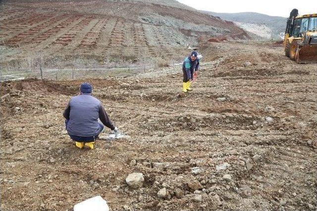 Şehitkamil Binlerce Fidanı Toprakla Buluşturacak