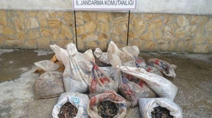 Edirne&rsquo;de 1 Ton Deniz Patlıcanına El Kondu
