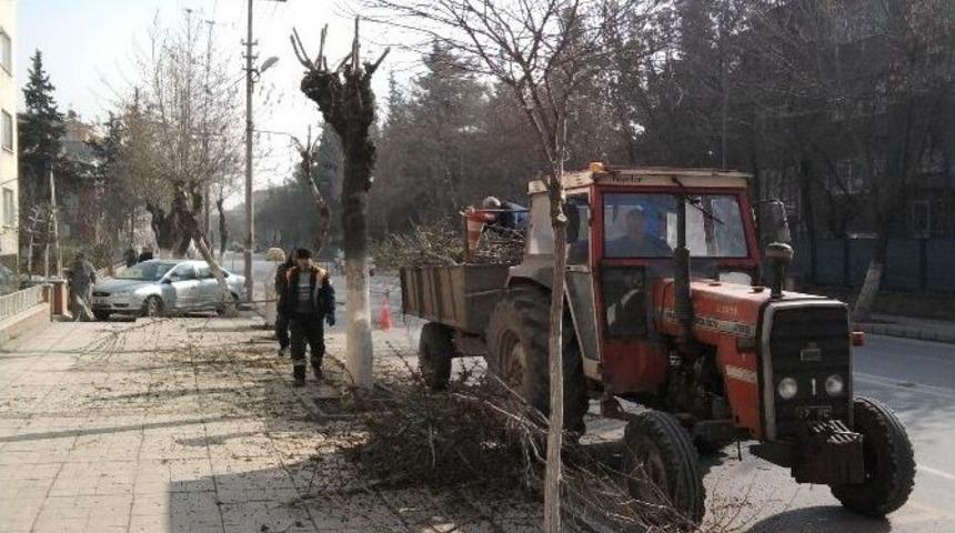 B&uuml;y&uuml;kşehir&rsquo;den Budama &Ccedil;alışmaları