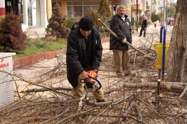 Büyükşehir’den Budama Çalışmaları