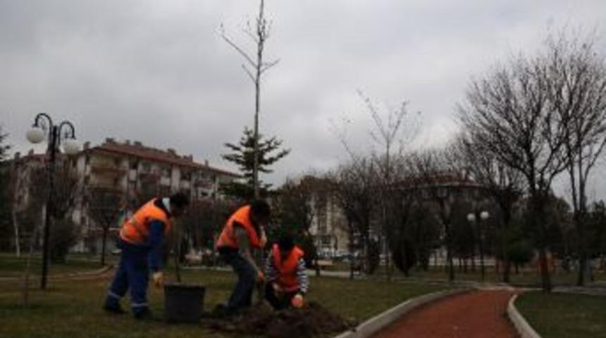Ağa&ccedil;lara Bakım Yapıldı