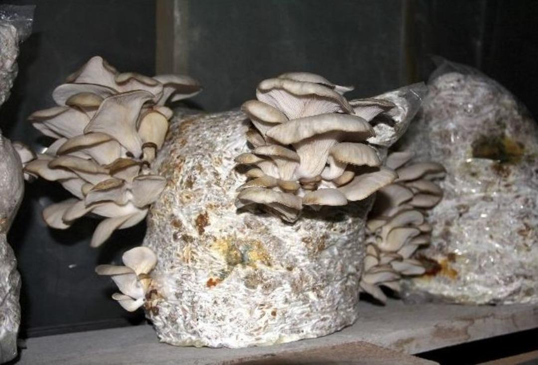 (&ouml;zel Haber) K&ouml;yl&uuml;leriyle İddiaya Girdi, İstiridye Mantarı Yetiştirmeye Başladı