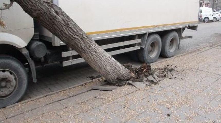 Devirdiği Ağacın Yerine Ya Yenisini Dikecek Ya Da 250 Lira Verecek