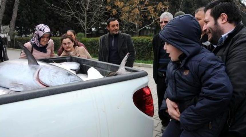 &Ccedil;anakkale'de Ağlara Takılan 20 Orkinosa El Konuldu