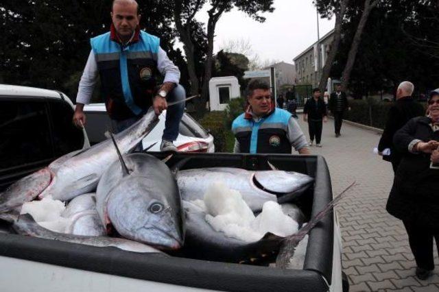 Çanakkale'de Ağlara Takılan 20 Orkinosa El Konuldu