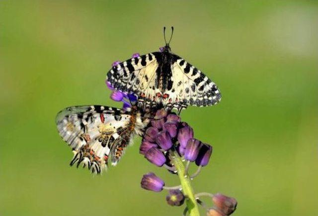 Mersin'in Kelebekleri Kayıt Altına Alınıyor