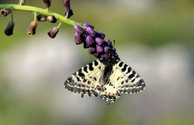 Mersin'in Kelebekleri Kayıt Altına Alınıyor