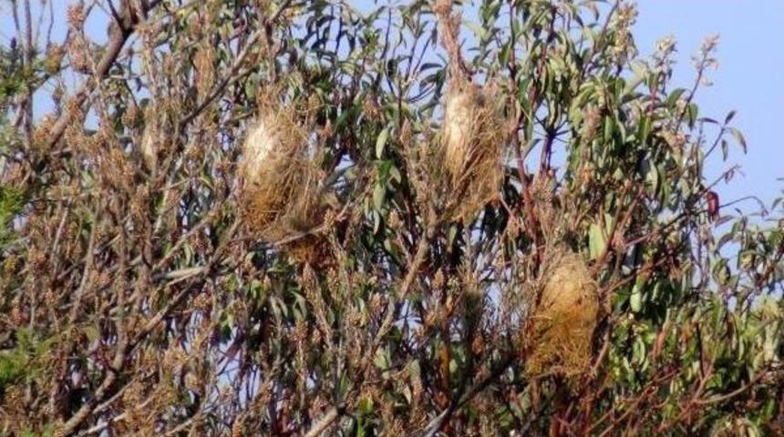 Gelibolu'da Ormanlar Kuruyor