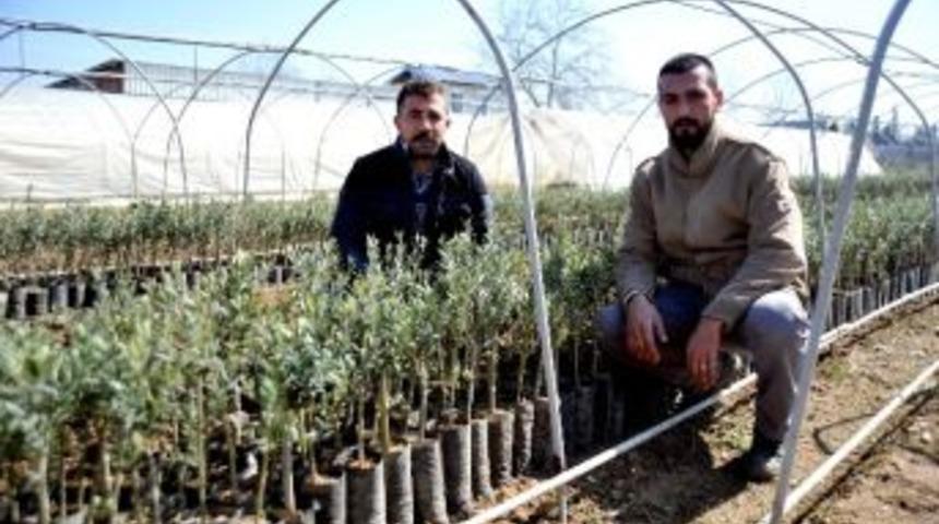 200 Milyon Zeytin Ağacı Hedefinin Y&uuml;zde 80&rsquo;ini Orhangazi Karşıladı