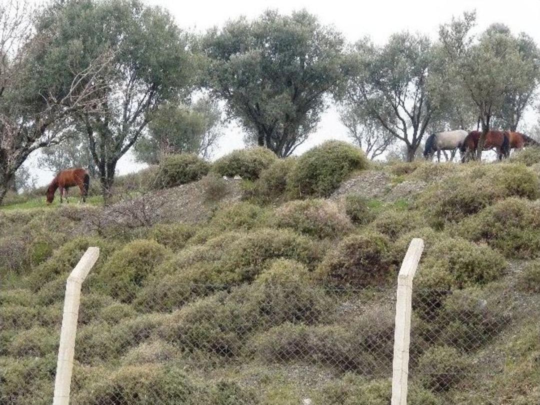 Yılkı Atları &Uuml;niversiteye İndi