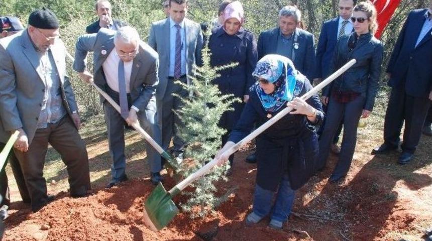 Tokat Bereket Ormanı&rsquo;na 200 Fidan