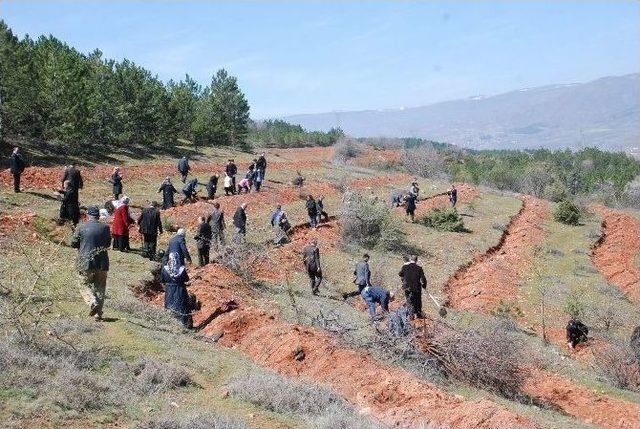 Tokat Bereket Ormanı’na 200 Fidan