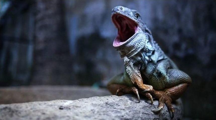 Trt Belgesel, Farklı Bakış A&ccedil;ısıyla Yenileniyor