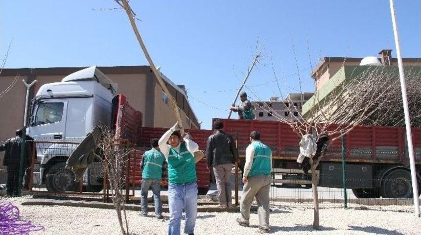 Mardin&rsquo;e 3 Bin Fidan Getirildi