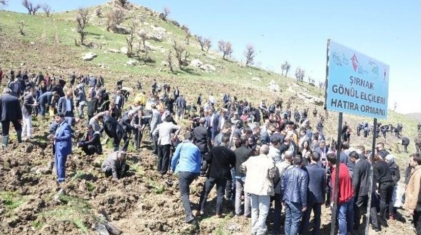 Şırnak’ta 96 Bin Metrekarelik Hatıra Ormanına 9 Bin Fidan Dikildi