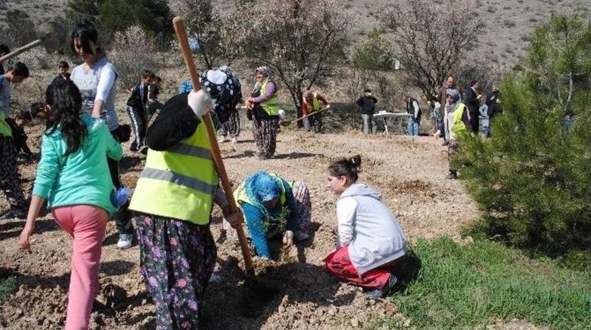Amasya Belediyesi&rsquo;nden 500 Fidan