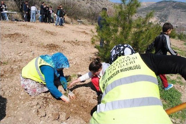 Amasya Belediyesi’nden 500 Fidan