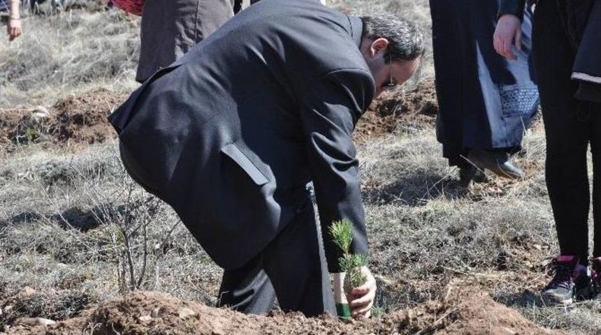 Sivas&rsquo;ta &lsquo;bereket Ormanı&rsquo; Oluşturuldu