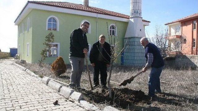 Yozgat İmamoğlu Cami Cemaati Cami Bahçesini Ağaçlandırdı