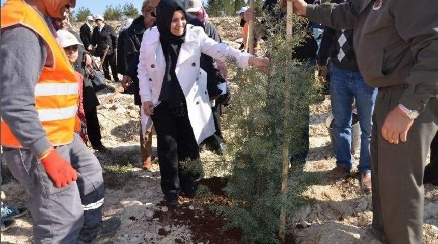 Kilis G&ouml;n&uuml;l El&ccedil;ileri Bereket Ormanı