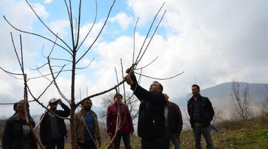 Sultanhisar&rsquo;da Kiraz &Uuml;reticilerine Budama Eğitimi Verildi
