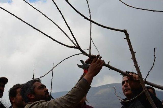 Sultanhisar’da Kiraz Üreticilerine Budama Eğitimi Verildi