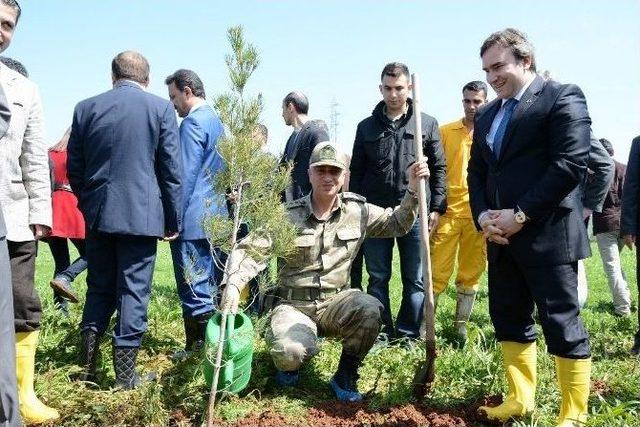 Siirt Valisi Tutulmaz Fidan Dikti