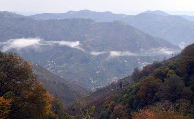 Ordu'da Orman Köylerinden Göç, Karacalara Yaradı