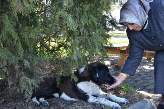 Hayvan Barınağı Ve Yemleme Üniteleri Yerleştirme Programı Yapıldı