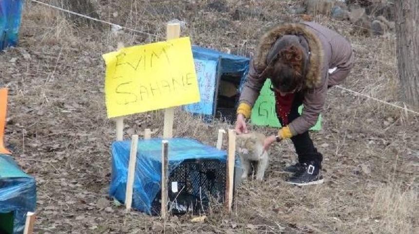 &Uuml;niversiteliler, Sokak Hayvanlarına 'barınak' Yaptı