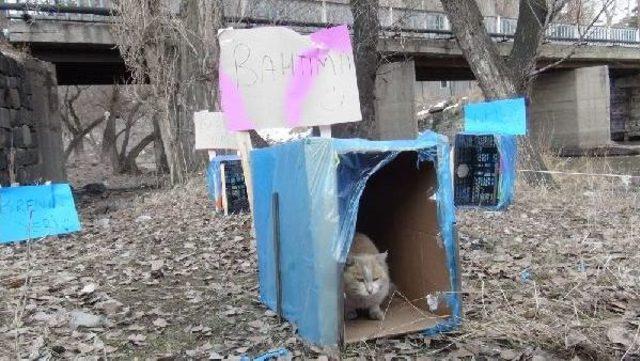 Üniversiteliler, Sokak Hayvanlarına 'barınak' Yaptı