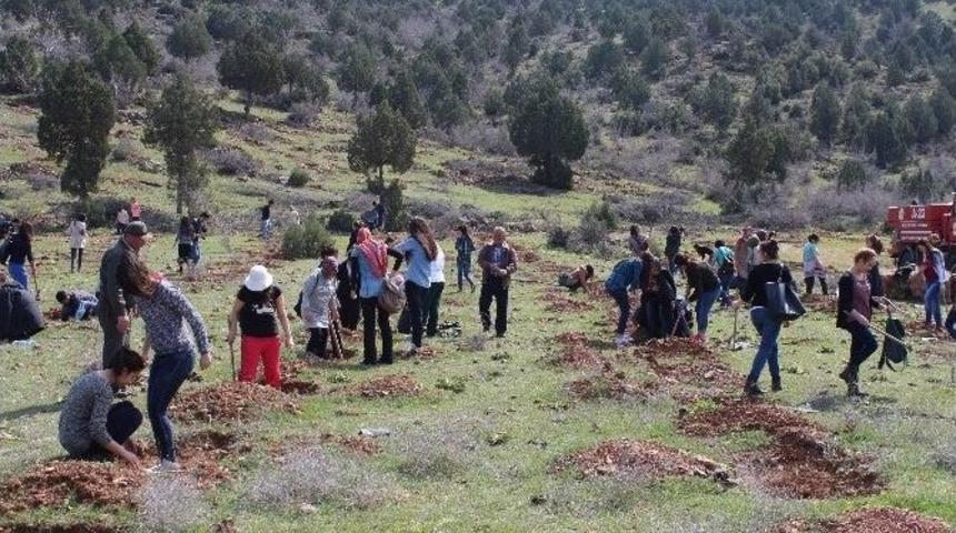 Sarıcakaya&rsquo;da Ağa&ccedil; Dikme Şenliği