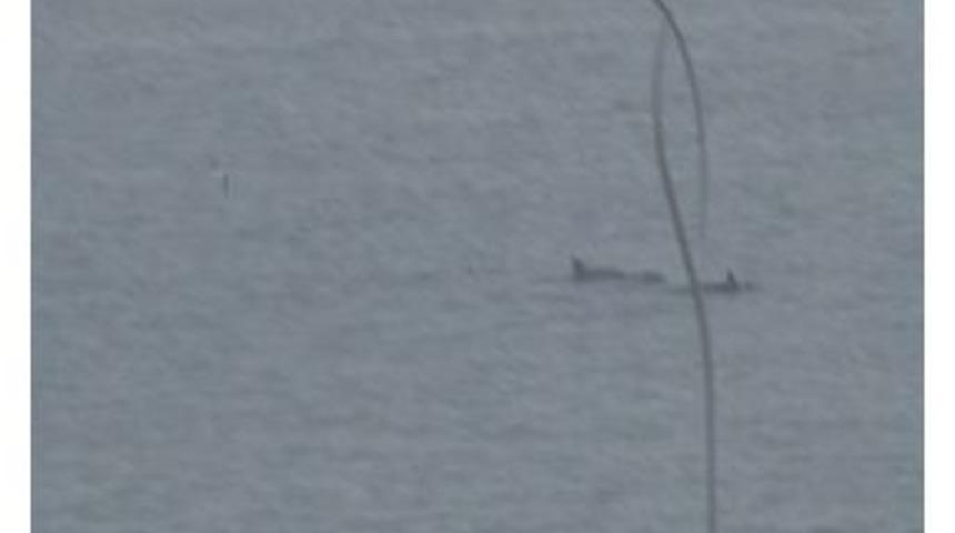 &Ccedil;anakkale Boğazı Yunuslara Kaldı