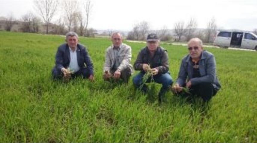 Buğdayda Hastalık Korkusu