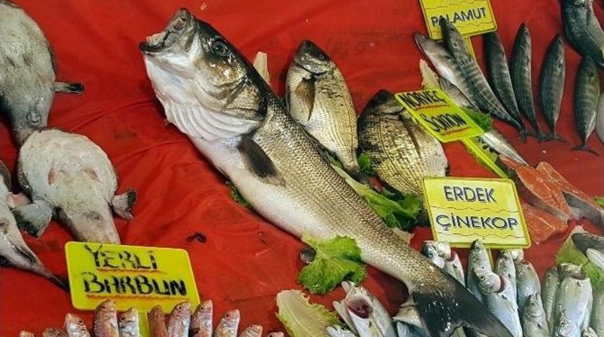 Oltaya Gelen 7 Kiloluk Levrek Şaşırttı