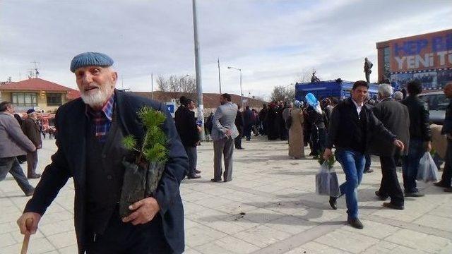 Erzincan’da Çam Yığılması