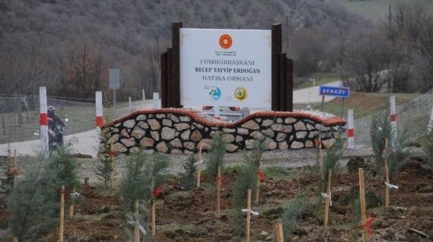 Tokat&rsquo;ta Cumhurbaşkanı Erdoğan Hatıra Ormanı