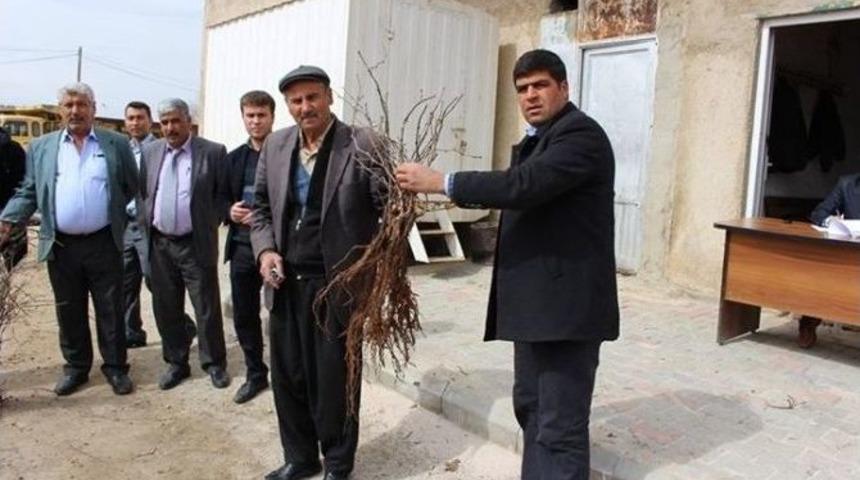 Ekin&ouml;z&uuml; Belediyesi&rsquo;nden Bağcılığa Destek