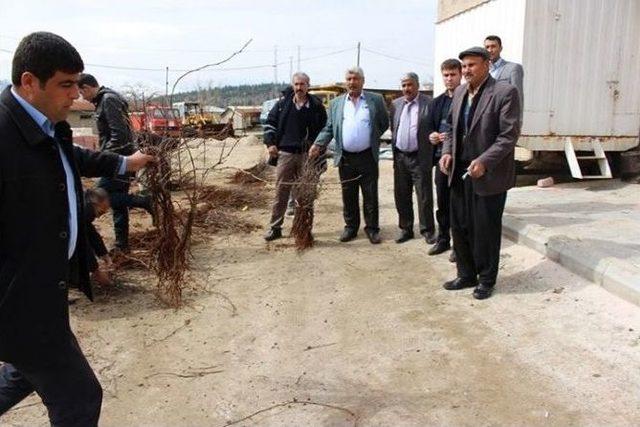 Ekinözü Belediyesi’nden Bağcılığa Destek