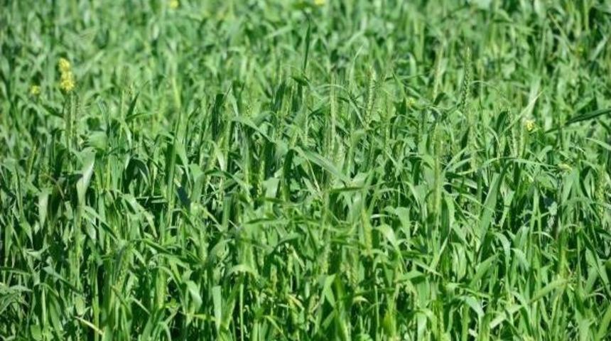 T&uuml;rkiye'nin En Erken Yetişen Buğdayları Başaklandı