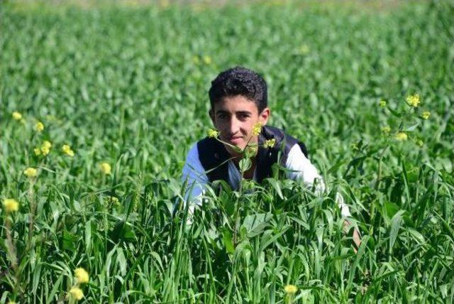 Türkiye'nin En Erken Yetişen Buğdayları Başaklandı