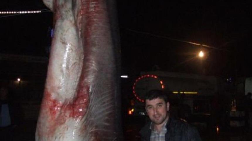 Karides Avına &Ccedil;ıktı, 600 Kiloluk Camg&ouml;z Yakaladı