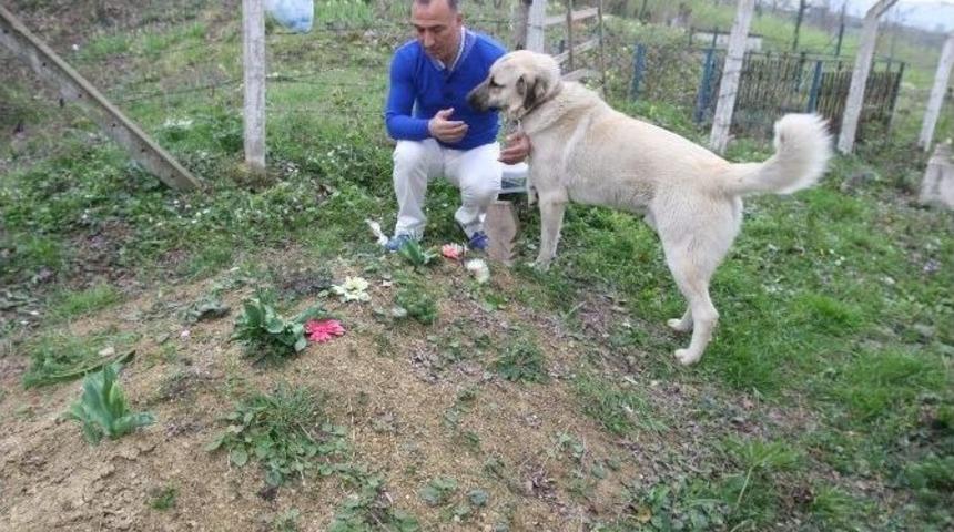 Zozo&rsquo;nun Vefası